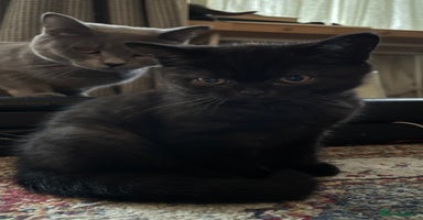 British Shorthair cats - Advert 5