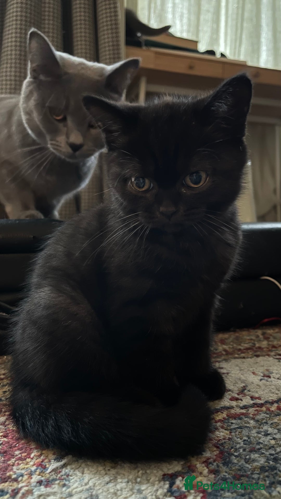 British Shorthair cats for sale: British shorthair blue - Image 2