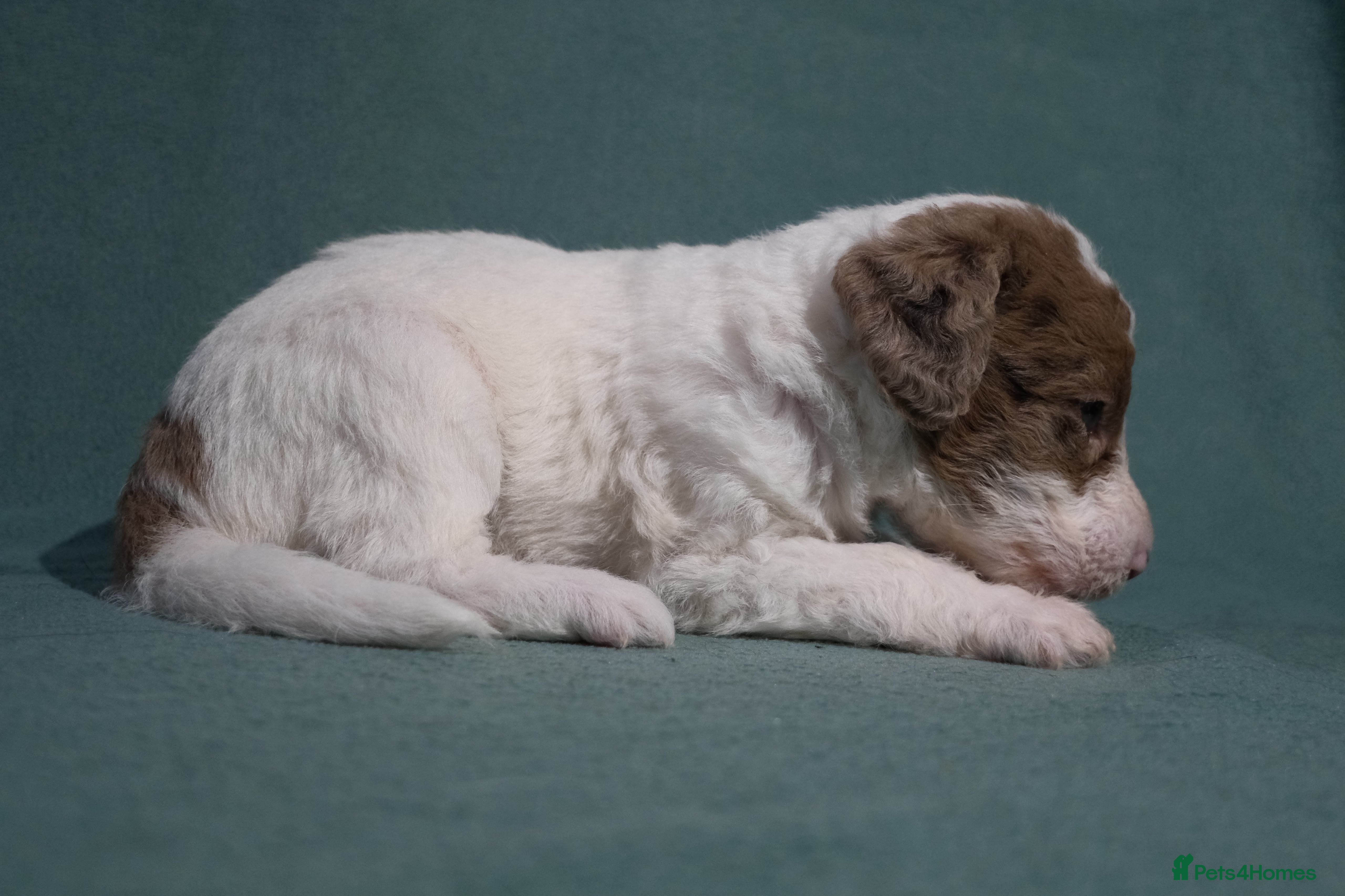 Labradoodle dogs Miniature labradoodle puppies  - Advert 2