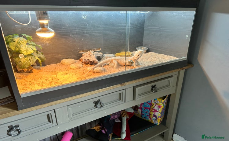 Bearded Dragon reptiles - Advert 2