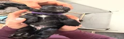 Cocker Spaniel dogs for sale: 3 working Cocker spaniel puppies  - Advert 16