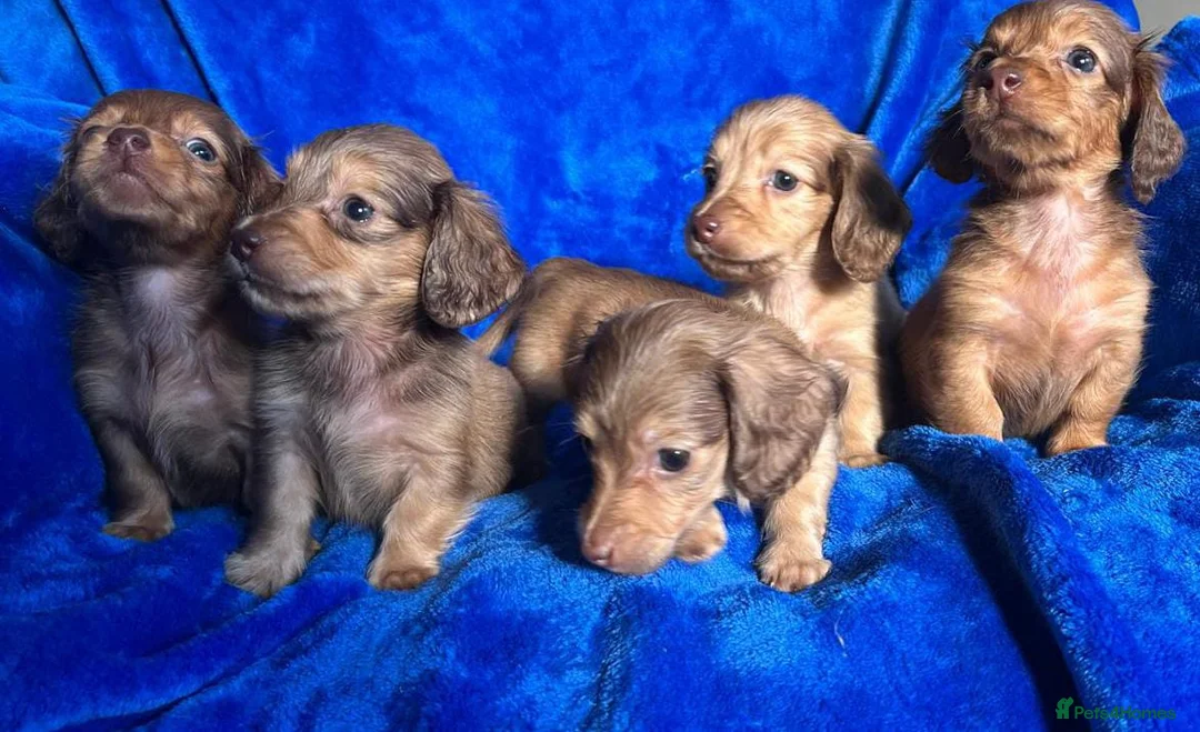 Miniature Dachshund dogs for sale: LONG HAIRED SHADED CREAM MINI KC REG PRA CLR - Advert 5