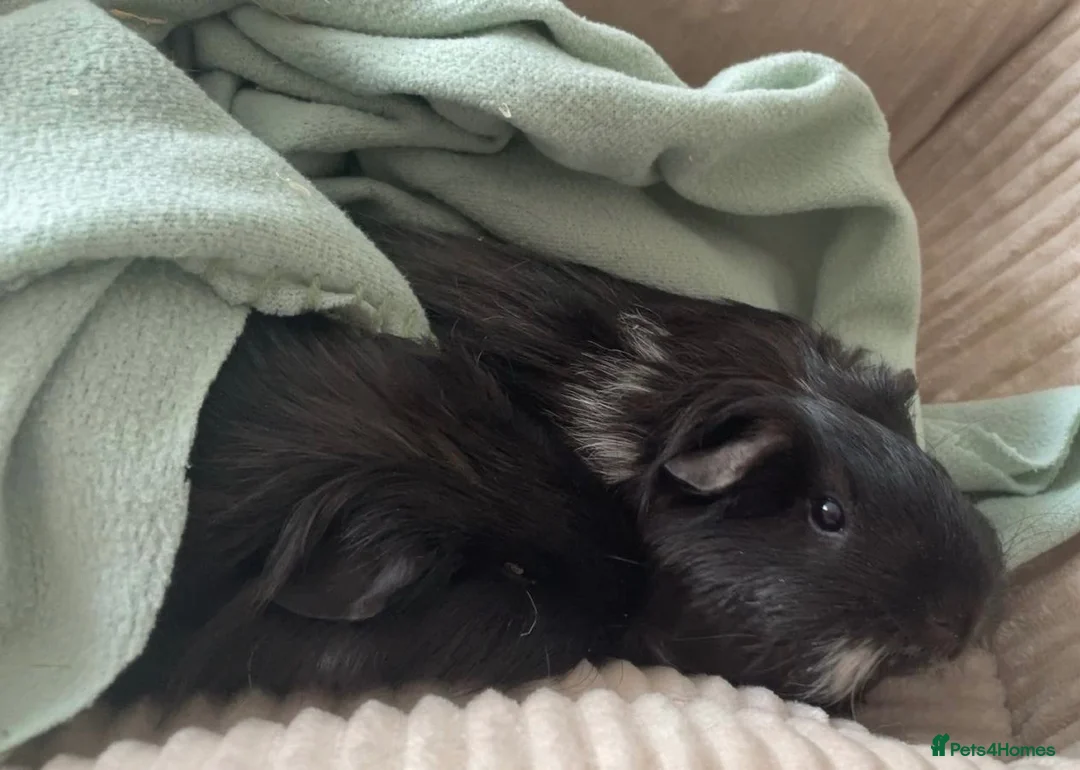 Guinea Pig rodents for sale: FREE Two lovely boys looking for a home  in Bridlington - Advert 2