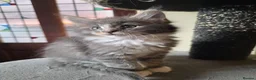 Maine Coon cats for sale:  Maine Coon Kittens Champion Bloodline  - Advert 11