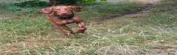 Hungarian Vizsla dogs for sale: Beautiful Smooth haired Hungarian Vizslas  - Advert 15