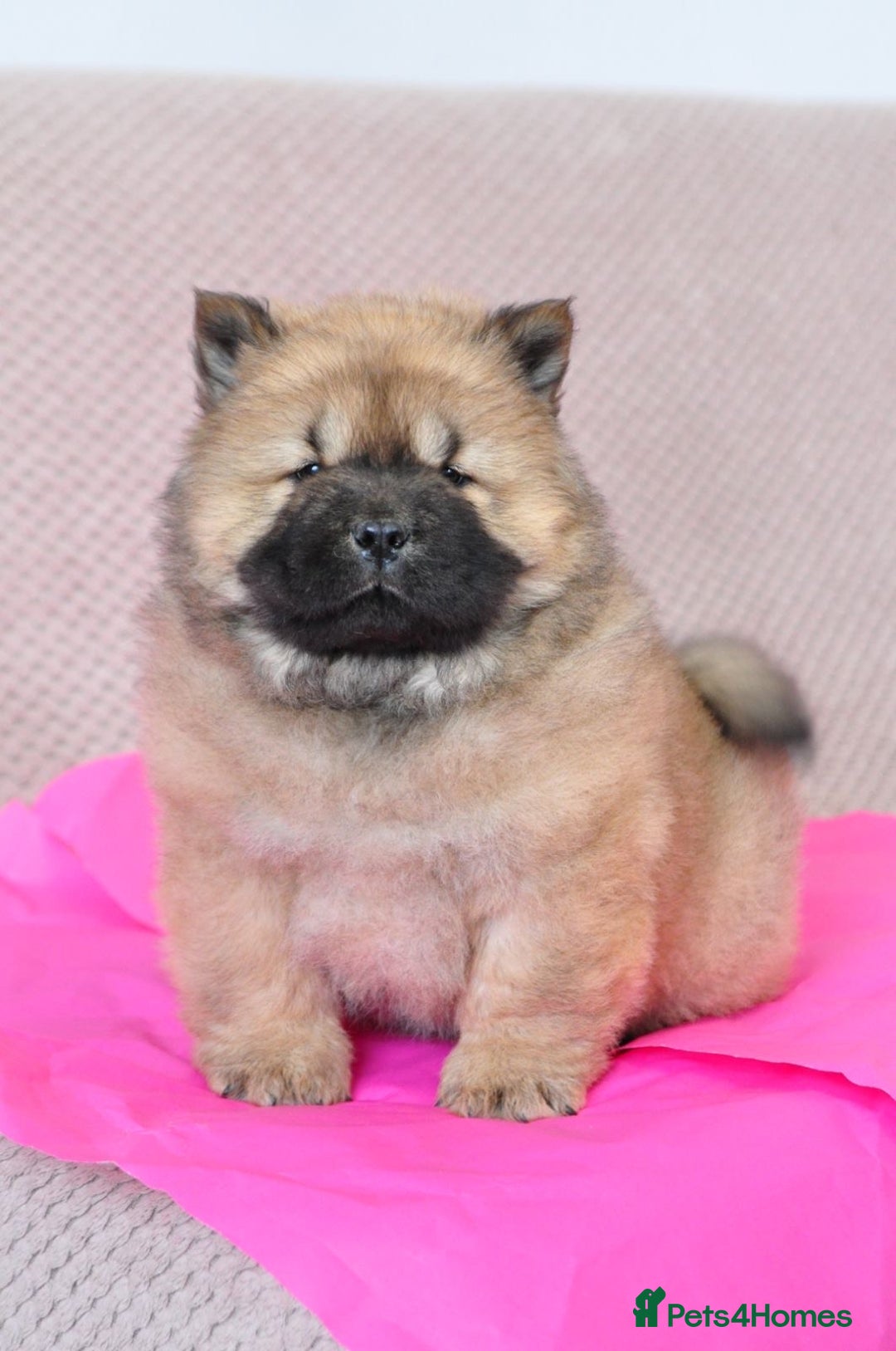 Chow Chow dogs for sale: Pedigree Chow Chow puppies available 🐶 - Advert 20