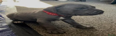 Cane Corso Puppy 12