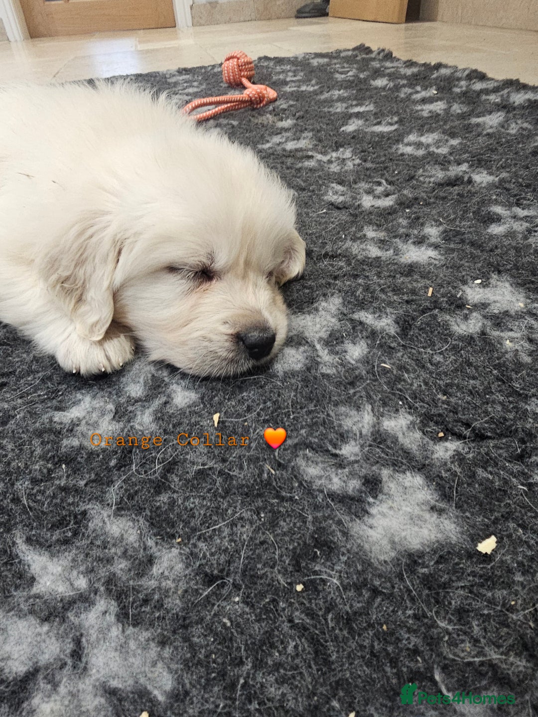 Golden Retriever dogs for sale: Extensively Health Tested English Cream Puppies - Advert 6