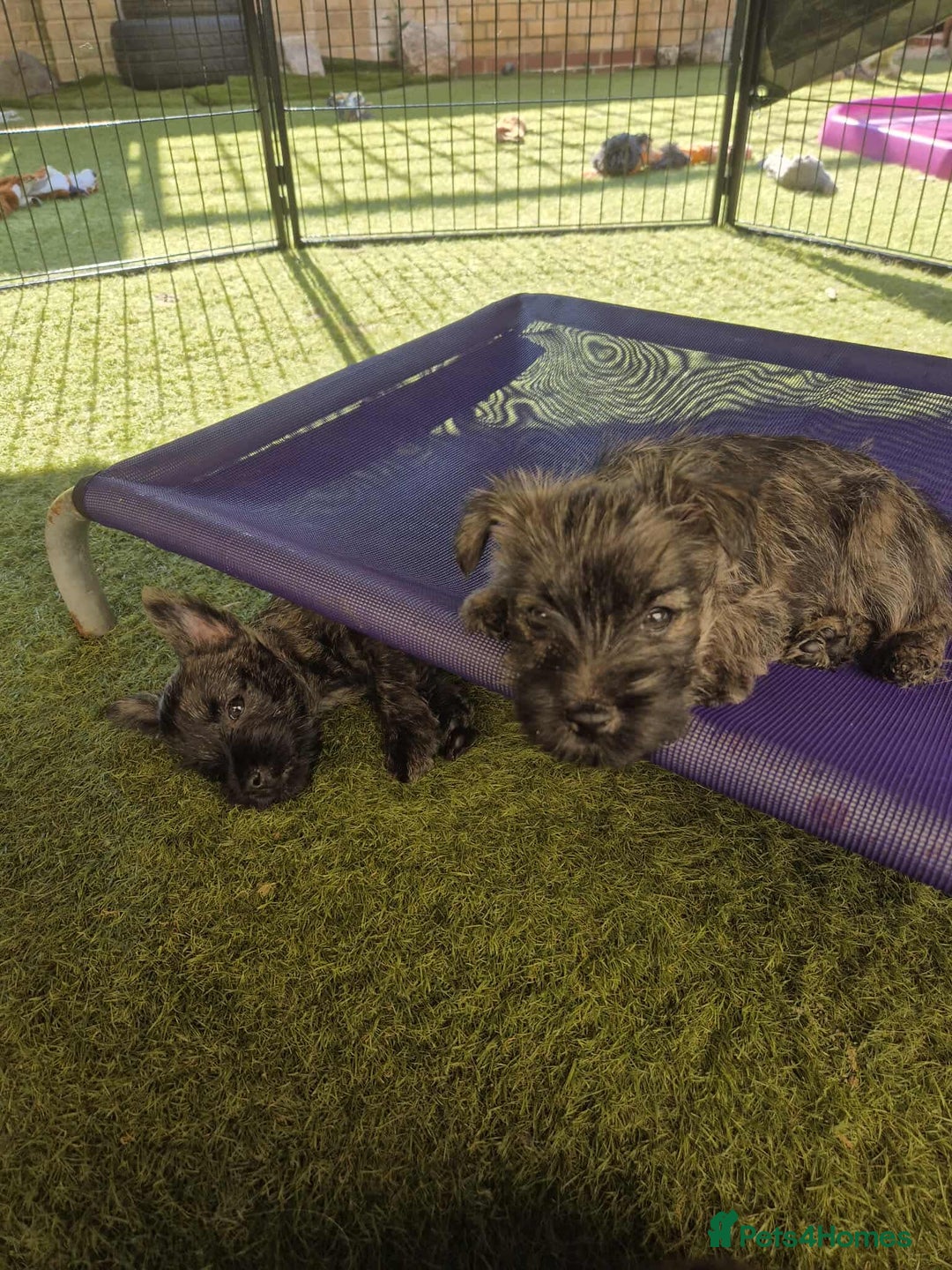 Cairn Terrier dogs for sale: Adorable Cairn Terrier Puppies - Image 2
