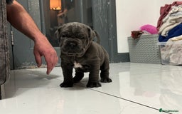 Neapolitan Mastiff dogs for sale:  Neapolitan mastiff puppies Newcastle  - Image 24