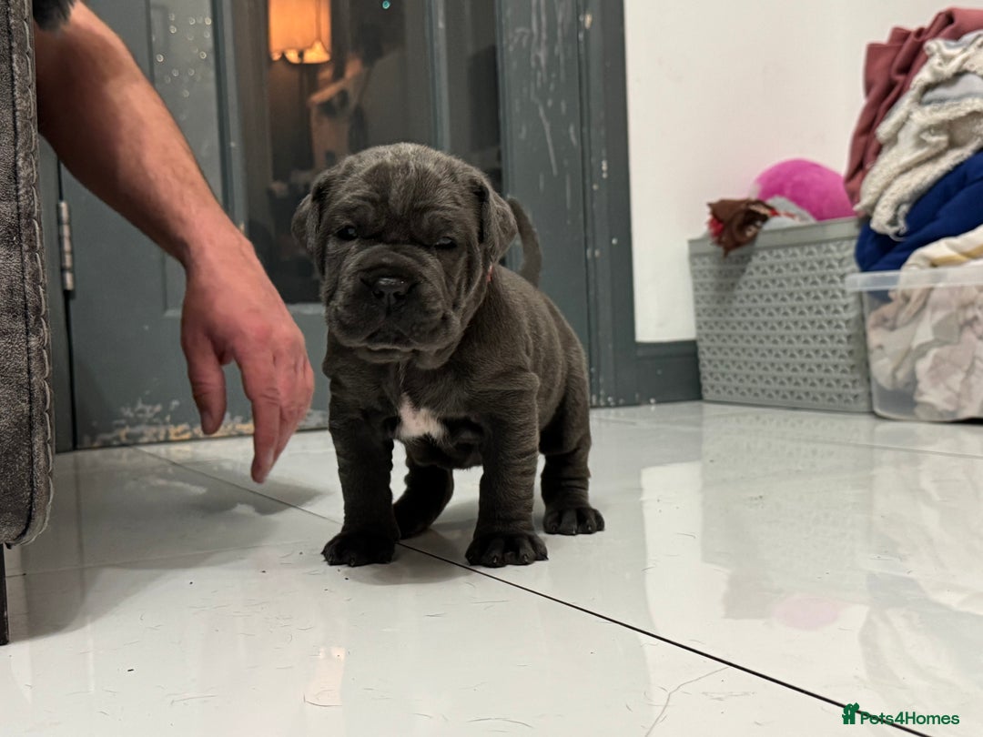 Neapolitan Mastiff dogs for sale:  Neapolitan mastiff puppies Newcastle  - Image 24