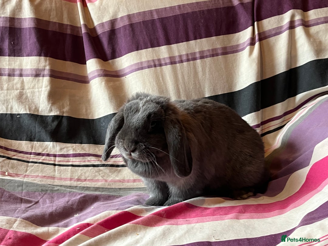 Mini Lop rabbits for sale: One pure mini lop female rabbit - Advert 3