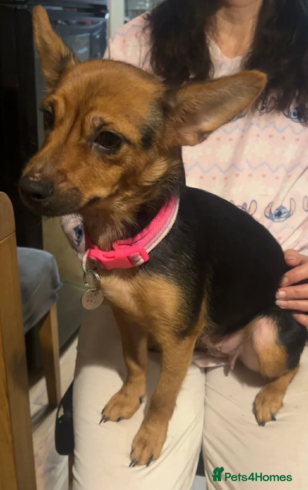 Mixed Breed dogs for sale: Yorkie Russel pups for sale (price negotiable) - Advert 2