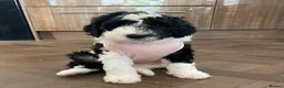 Sheepadoodle dogs for sale: Beautiful F1 Sheepadoodles  - Advert 31