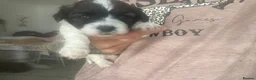 Mixed Breed dogs for sale: Shih-poo X Puppies - Advert 16