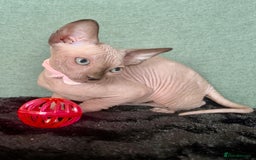 Sphynx cats for sale: Sphynx kittens ready now✨ - Image 6