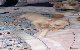 Chihuahua dogs for sale: Beautiful girl grey and black Chihuahua puppy - Image 6