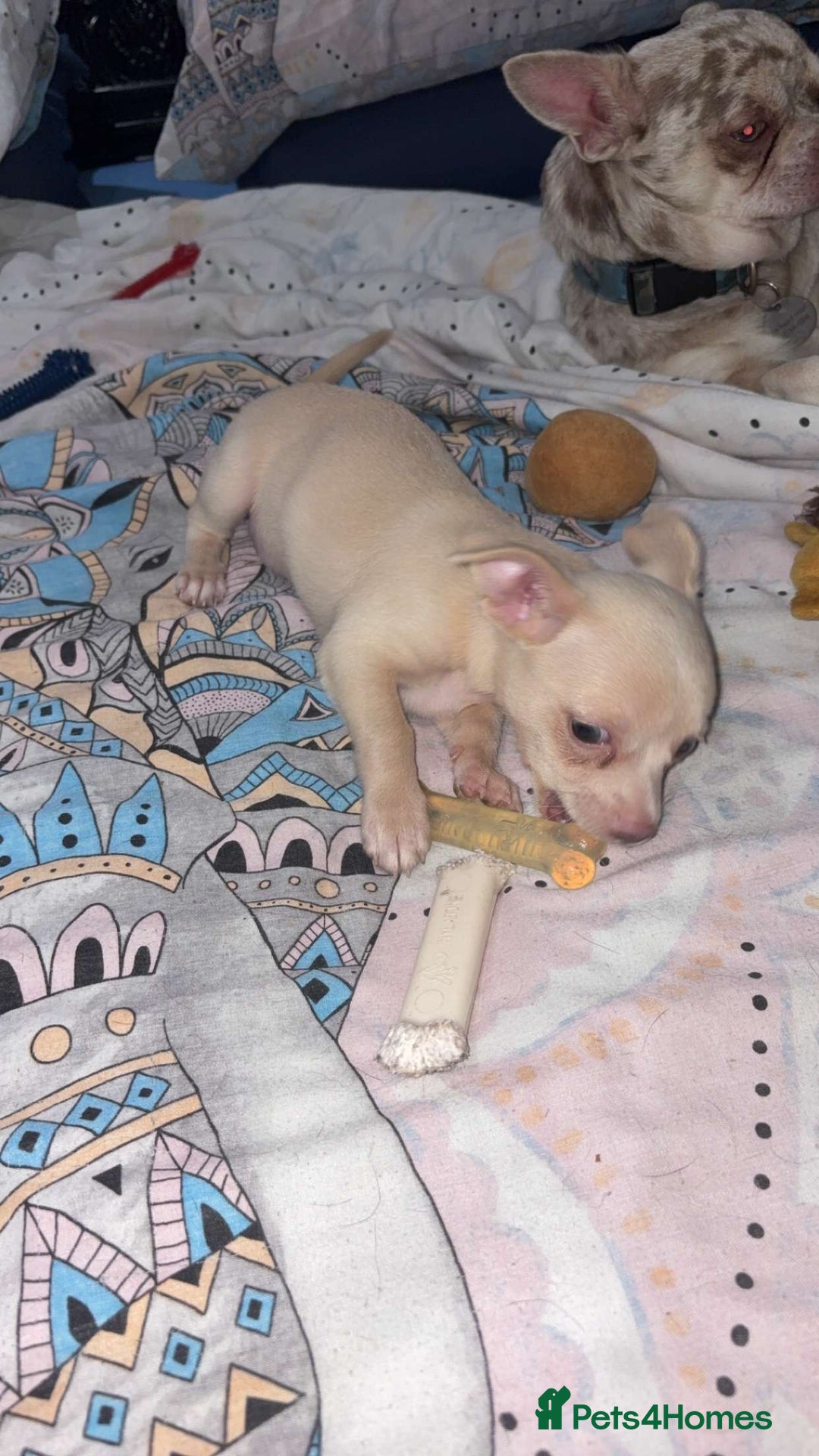 Chihuahua dogs for sale: Beautiful girl grey and black Chihuahua puppy - Image 6