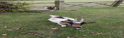 Goats livestock for sale: Small dairy goat herd (2 female, 1 male) in Lingfield - Advert 4