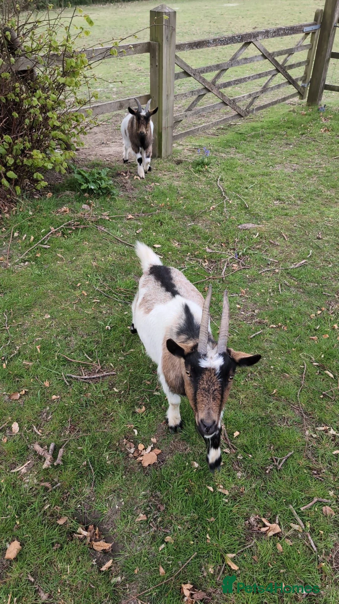 Goats livestock for sale: Small dairy goat herd (2 female, 1 male) in Lingfield - Advert 4