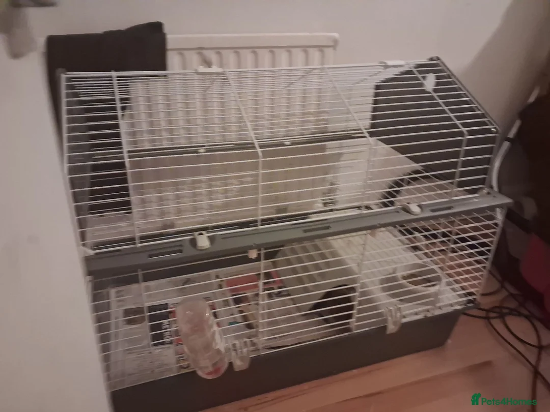 Guinea Pig rodents for sale: 3 bonded female guinea pigs with the 1 stkry cage  in Manchester - Advert 2