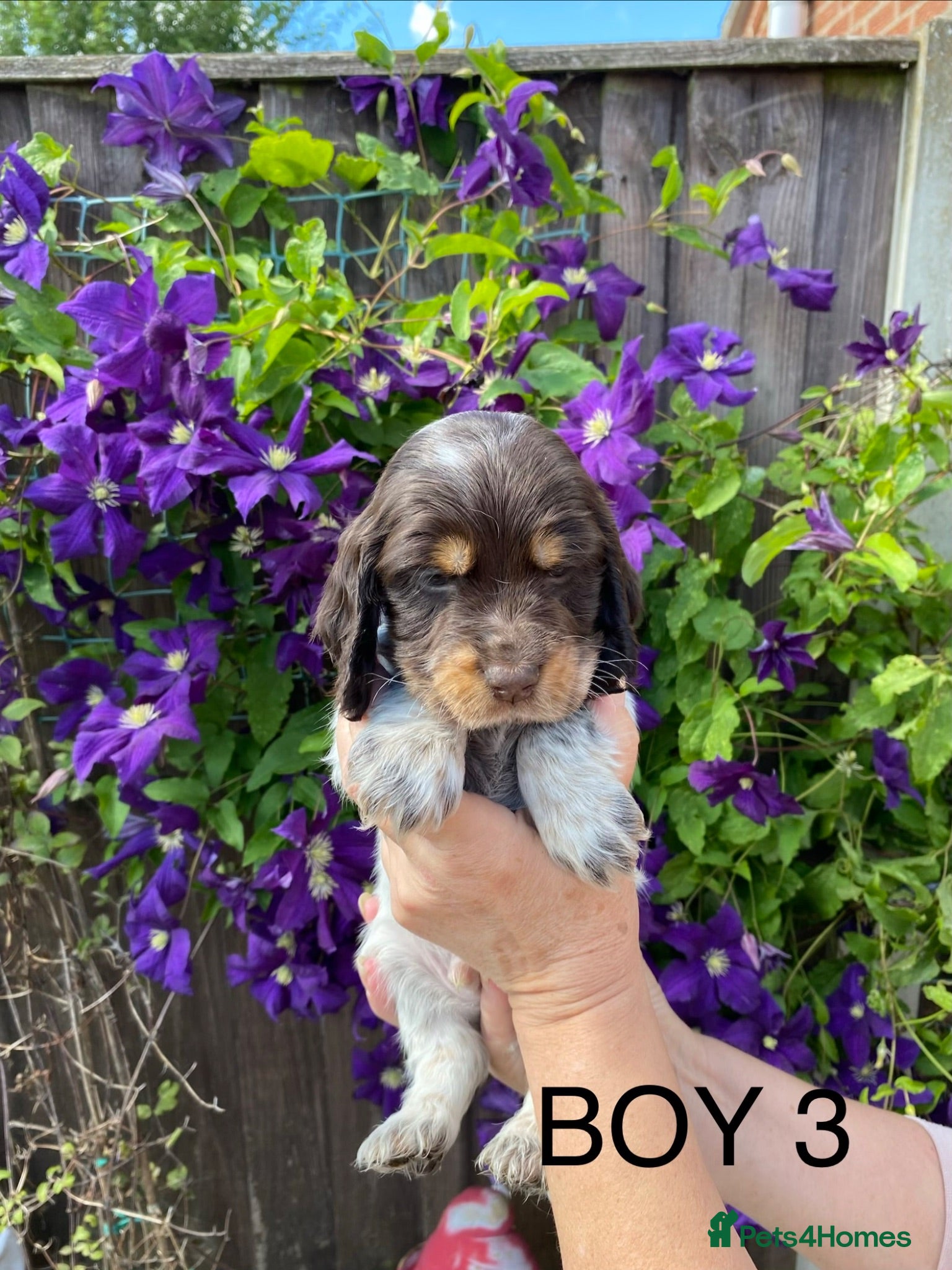 Cocker Spaniel dogs Cocker spaniel puppies  - Advert 1