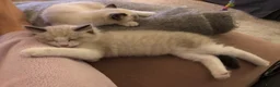 Ragdoll cats for sale: Beautiful Ragdoll Boy  in Hertford - Advert 8