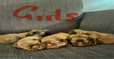 Shih Tzu dogs Beautiful litter or imperial Shih Tzu puppies  - Advert 8