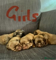 Shih Tzu dogs Beautiful litter or imperial Shih Tzu puppies - Advert 8