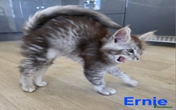 Maine Coon cats for sale: Rare Pure Breed Mainecoons - Image 3