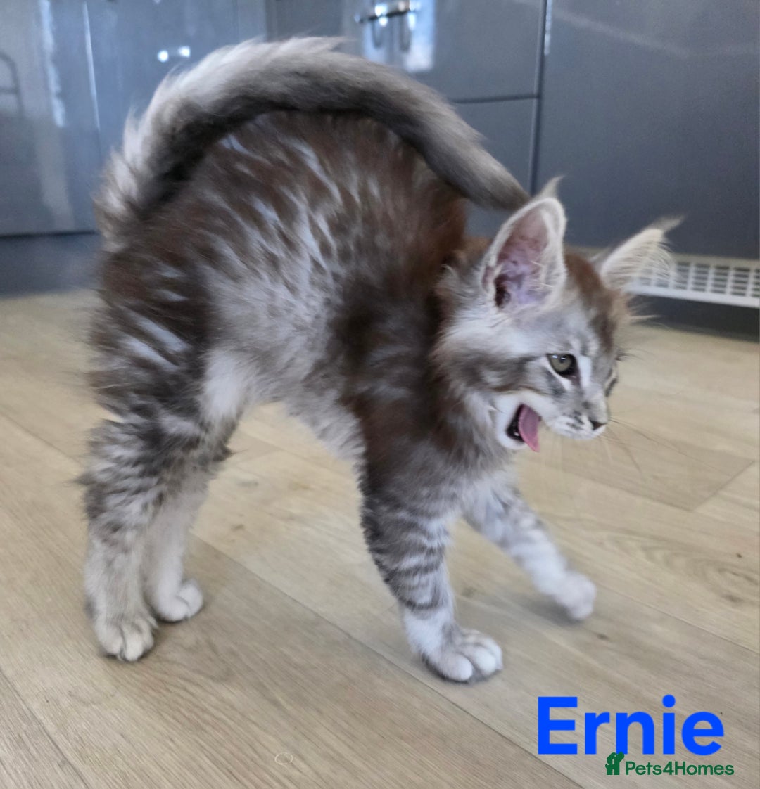 Maine Coon cats for sale: Rare Pure Breed Mainecoons - Image 3