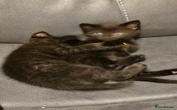 Mixed Breed cats for sale: 3 little black/brown beautiful kittens  - Image 2