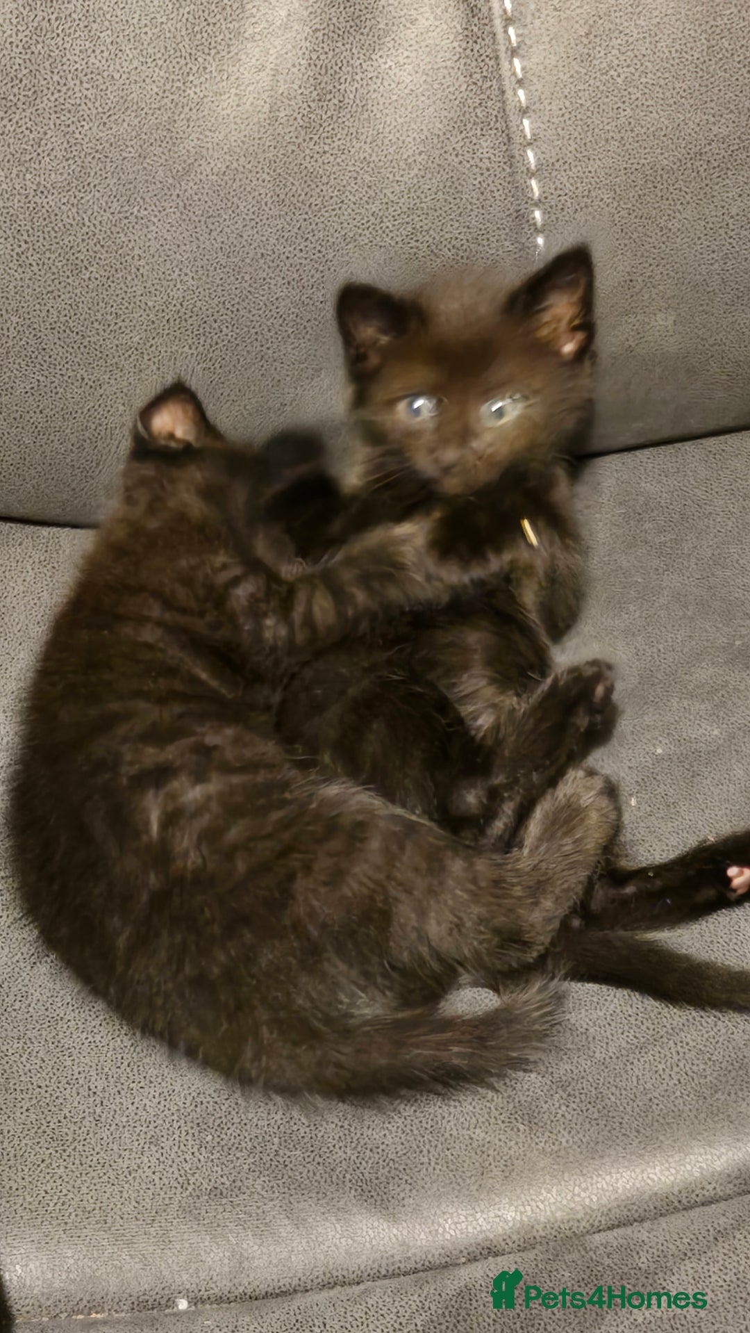 Mixed Breed cats for sale: 3 little black/brown beautiful kittens  - Image 2