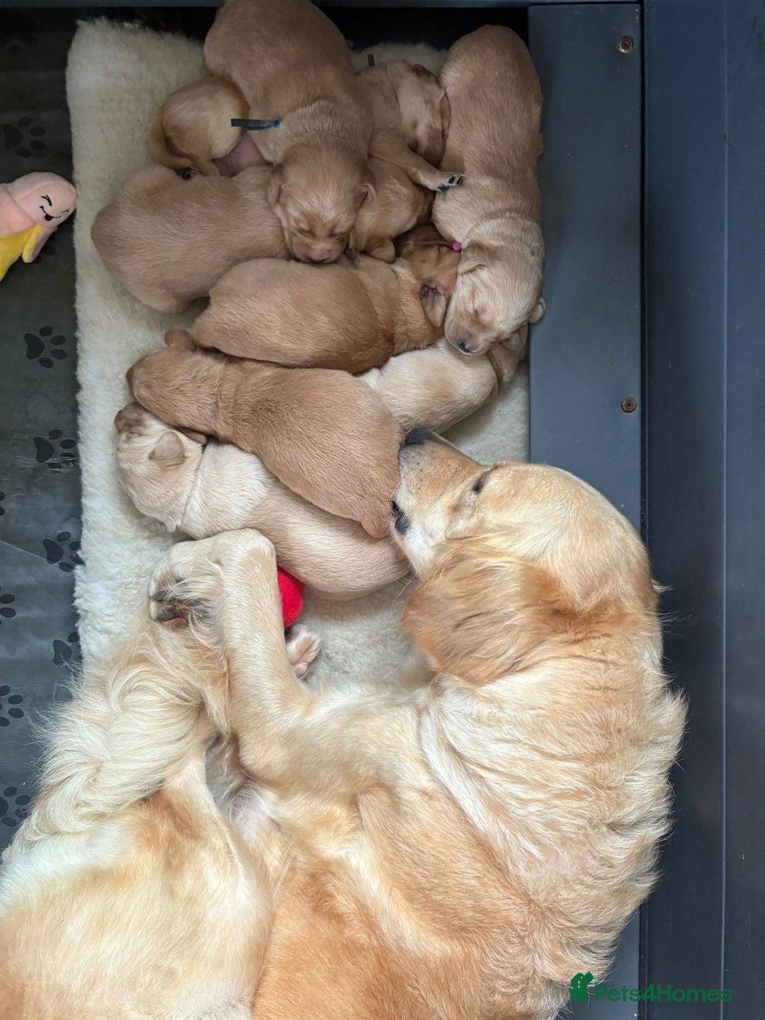 Goldador dogs for sale: Goldador puppies - Advert 2