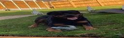 Rottweiler dogs for sale: Bruce * Rehome *  - Advert 1