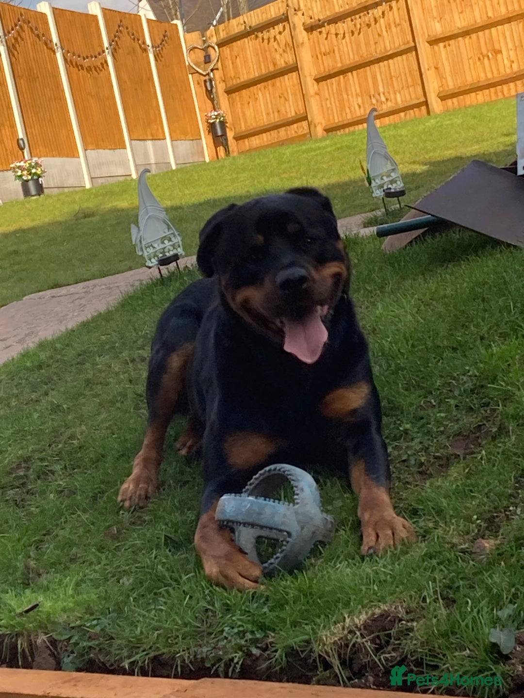 Rottweiler dogs for sale: Bruce * Rehome *  - Advert 1