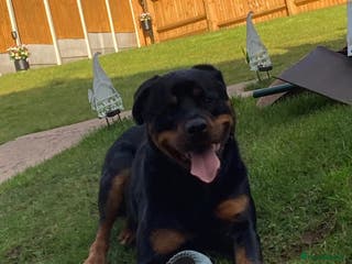 Rottweiler dogs Bruce * Rehome * - Advert 5