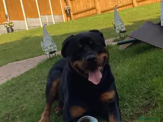 Rottweiler dogs Bruce * Rehome * - Advert 16