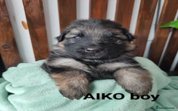 German Shepherd dogs for sale: German shepard puppies for sale - Image 12