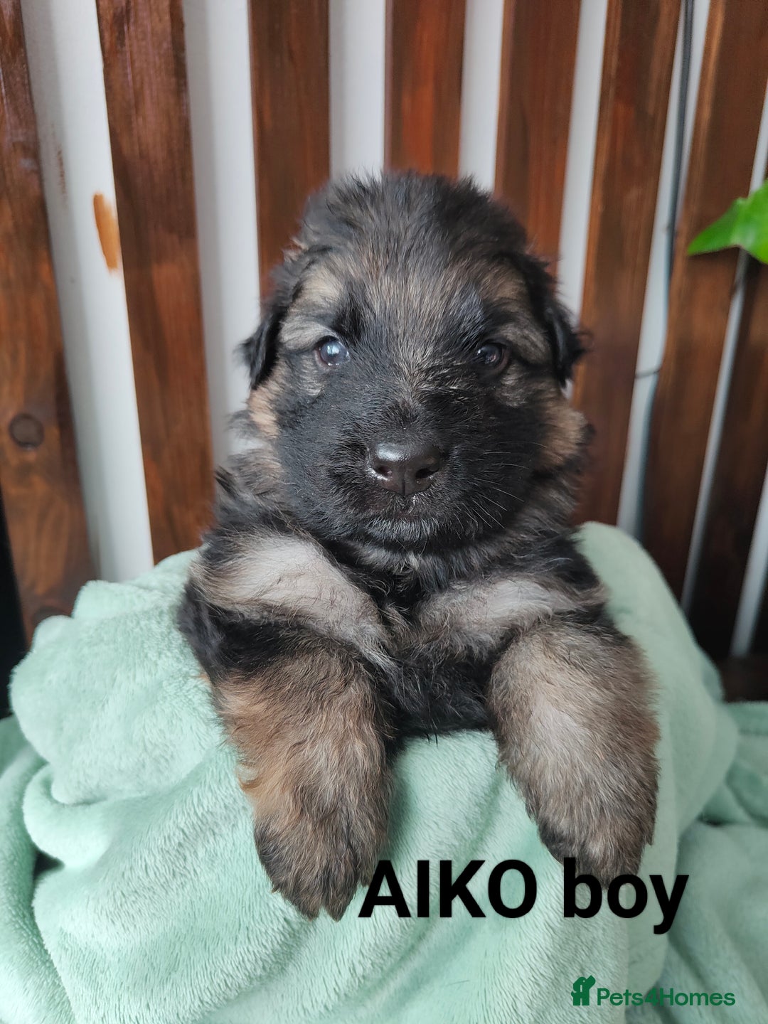 German Shepherd dogs for sale: German shepard puppies for sale - Image 12