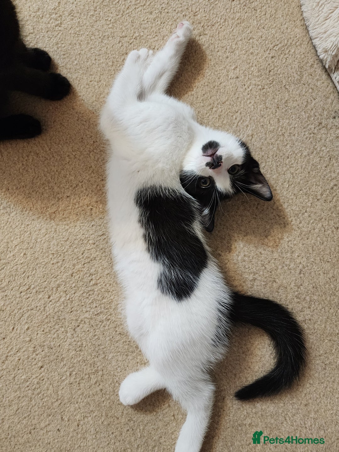 Mixed Breed cats for sale: Three playful mixed breed kittens for sale - Advert 13