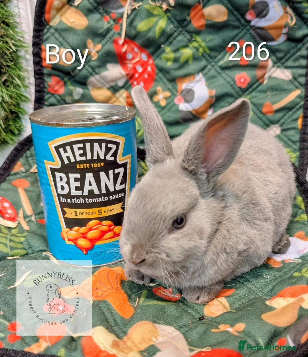 Rex rabbits for sale: Mini Rex Pedigree bunnies for reserve!  - Advert 8