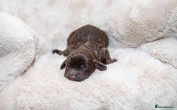 Cocker Spaniel dogs for sale: Working cocker spaniel puppies - Image 7