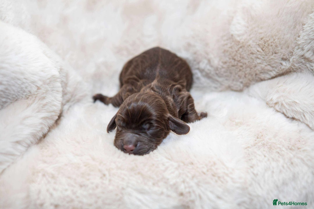 Cocker Spaniel dogs for sale: Working cocker spaniel puppies - Image 7