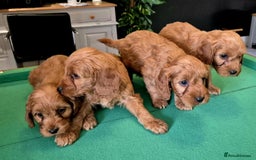 Cockapoo dogs for sale: Cockapoo - Image 8