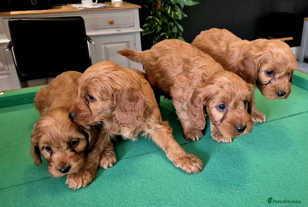 Cockapoo dogs for sale: Cockapoo - Image 8