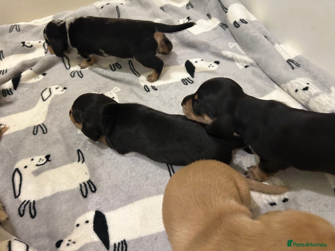 Miniature Dachshund dogs for sale: Mini dachshund puppies - Image 3