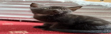 Mixed Breed Kitten 5