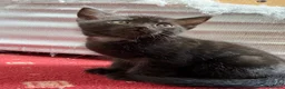 Mixed Breed cats for sale: 6 Male Kittens! 🧡🖤 - Advert 6