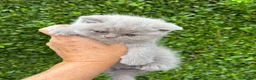 British Shorthair cats for sale: British Shorthair Kittens - GCCF - Advert 14